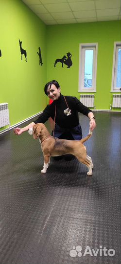 Услуги кинолога дрессировка хендлинг