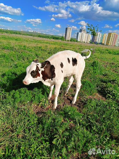 Корова дойная с теленком