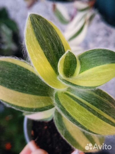 Традесканции сортовые