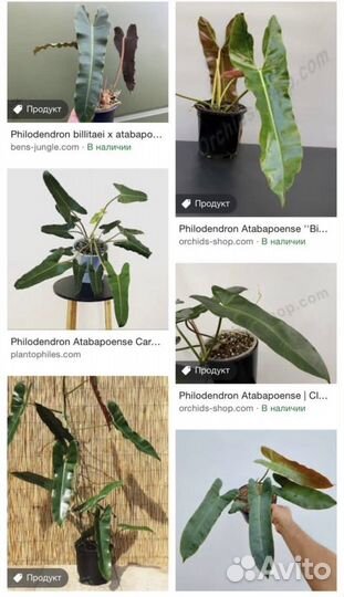 Филодендрон santa Леопальдина