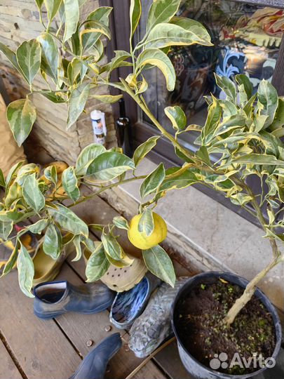 Кумкват. Лимон.мандарин.апелсин.взрослие от 8 г