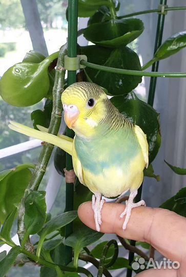 Птенец волнистого попугая