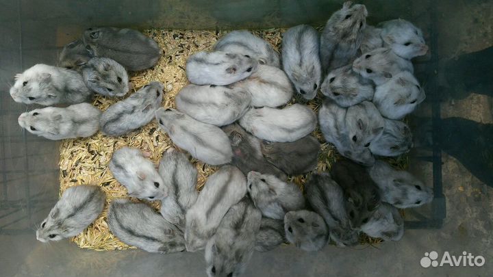 Джунгарский хомяк и сирийский хомяк