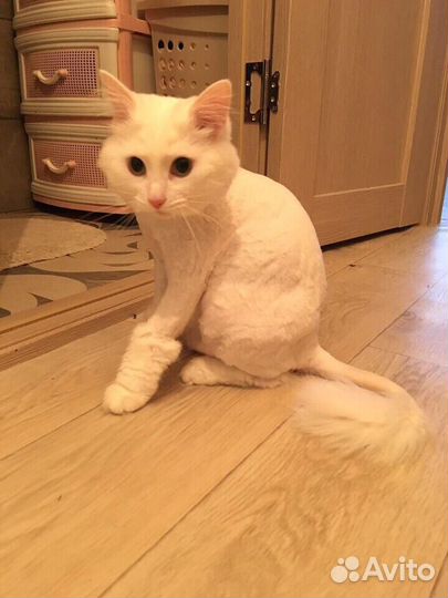 Стрижка кошек