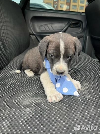 Щенок мальчик