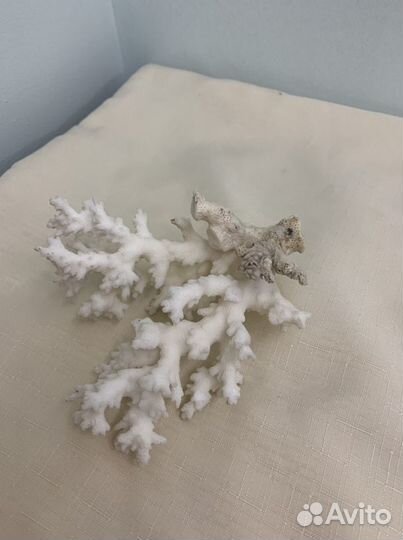 Натуральный коралл морские ракушки