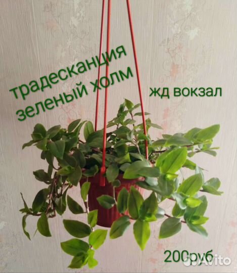 Комнатные цветы Традесканция