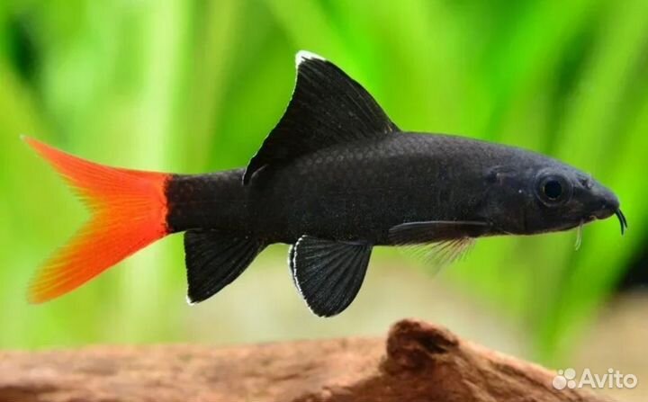 Аквариумные рыбки