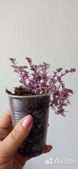 Каллизия розовая пантера