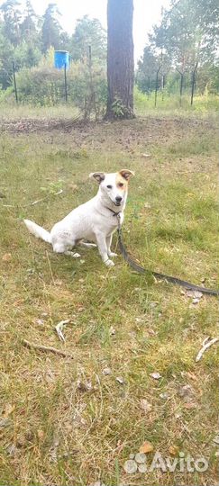 Собака в приюте