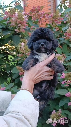 Мальтипу мальчики и девочки