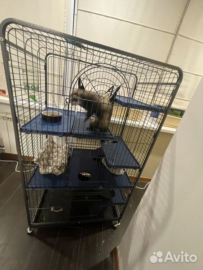 Хорек с клеткой