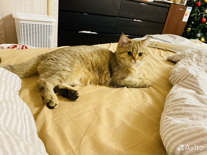 Британская золотая шиншилла,девочка