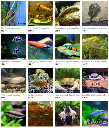 Аквариумные рыбки (редкие и не очень)