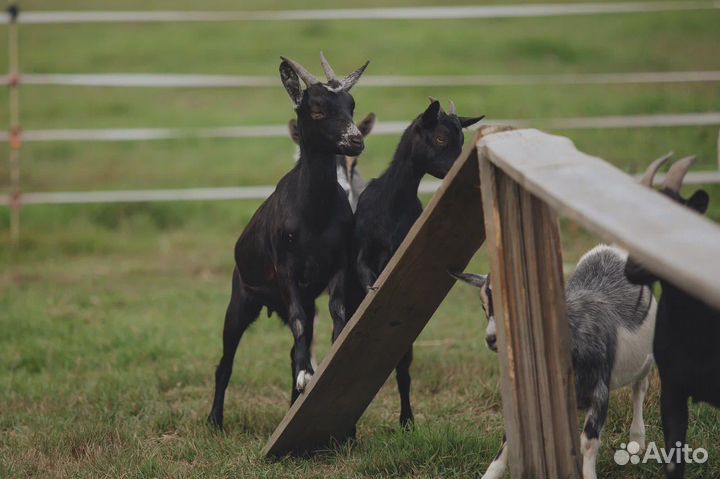 Камерунские козы козлята