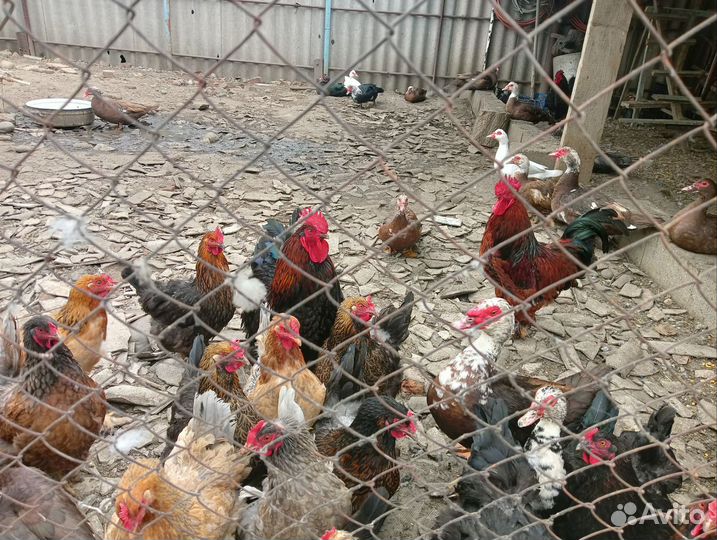 Индоутки, петухи