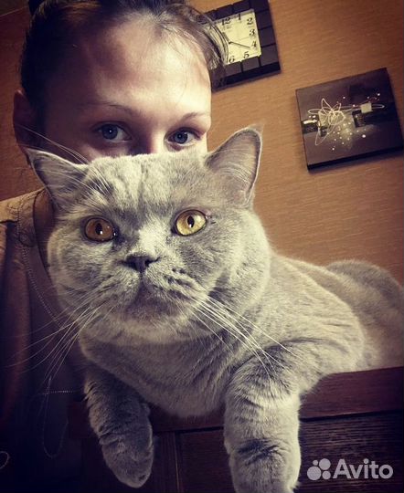 Зооняня/ котоняня/догсистер/зоокурорт Люкс