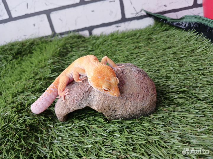 Гекон эублефар