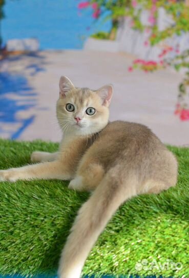 Голубое золото