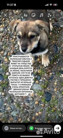 Собака в добрые руки щенок