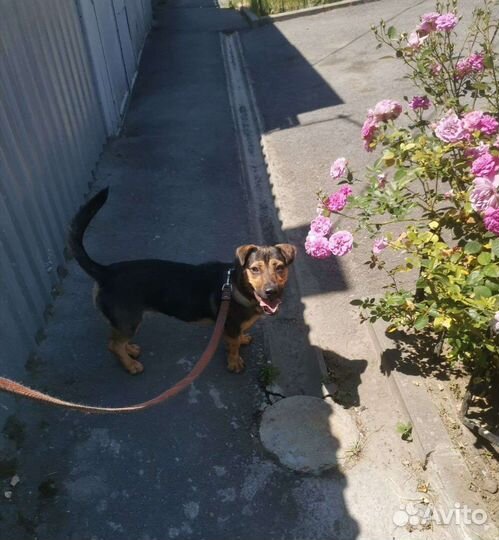 Веселая девочка