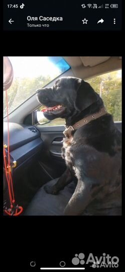 Щенок лабрадора