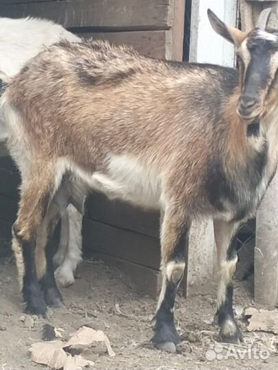 Коза нубийская