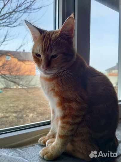 Кот курильский бобтейл