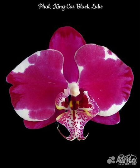 Орзидея Лулу