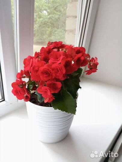 Бегония элатиор