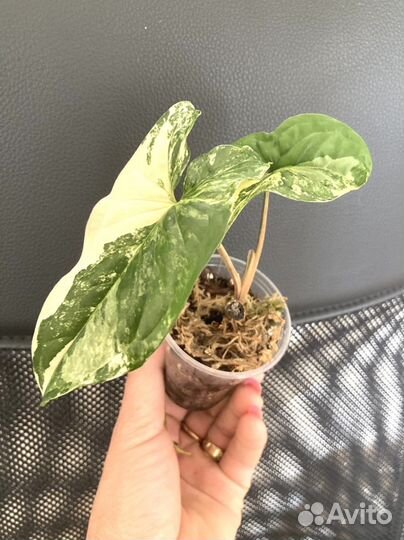 Сингониум Alda variegatta