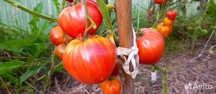 Семена томатов