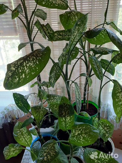 Диффенбахия