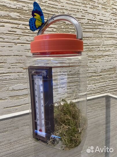 Ферма бабочек