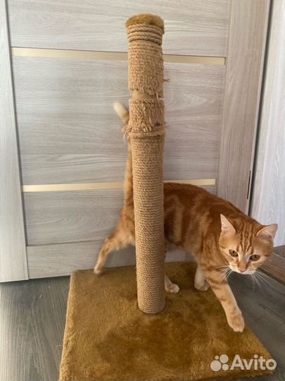 Кошачья когтеточка