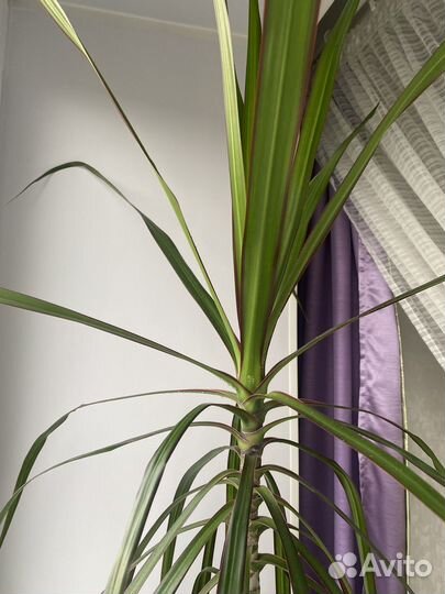 Пальма драцена с горшком