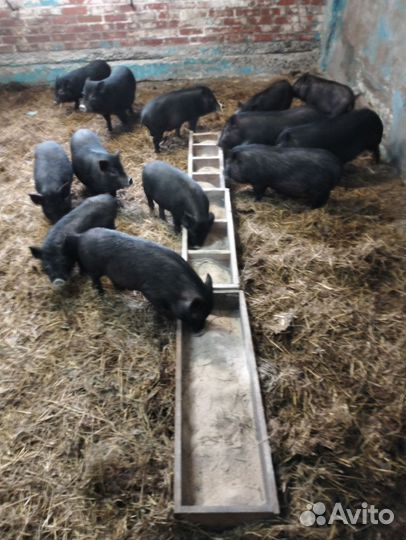 Вьетнамские поросята