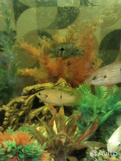 Хромис красавец