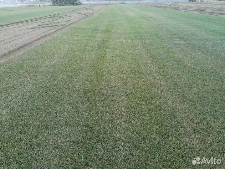 Укладка и продажа рулонного газона