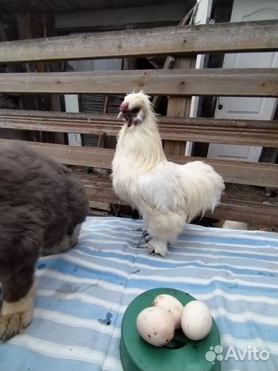 Петухи китайские шелковые