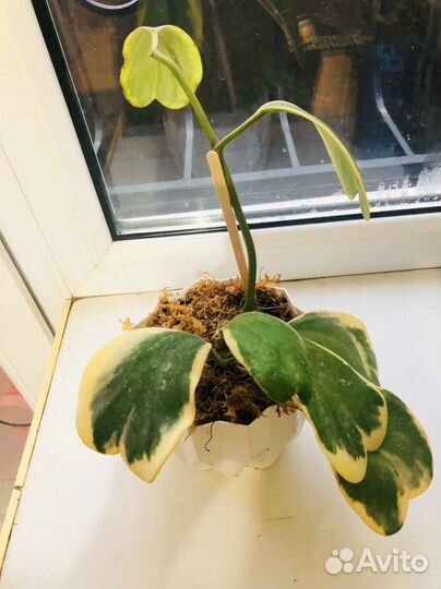 Хойя kerry вариегатная