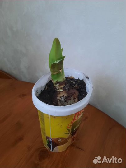 Кливия,гиппеаструм (цветы красные),кливия