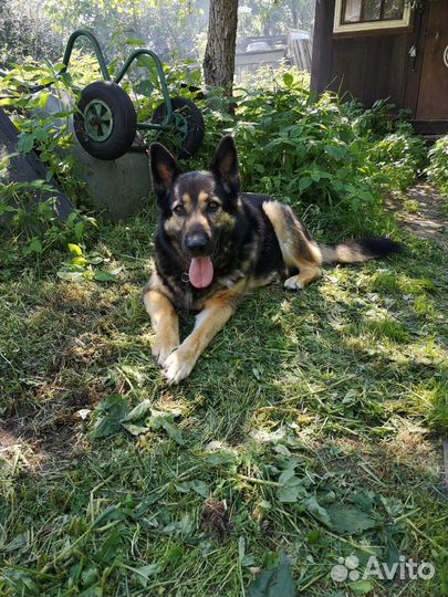 Немецкая овчарка метис в добрые руки