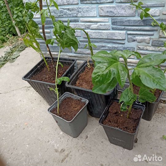 Маракуйя северная