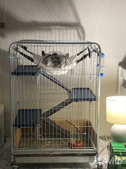 Шиншилла с клеткой