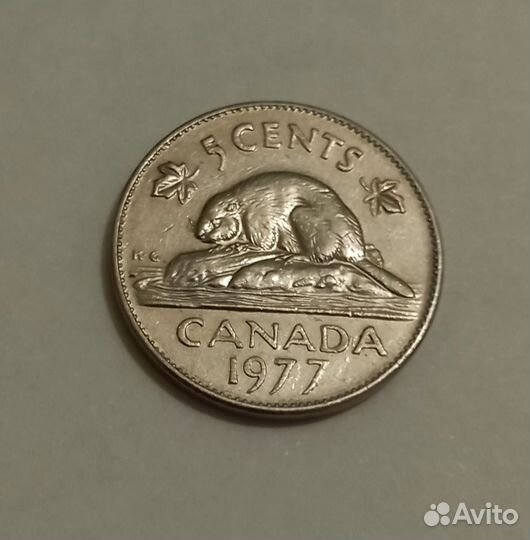 Бобёр Канадский 5ц 77г