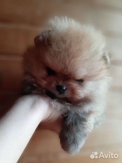 Померанский шпиц мини мальчики