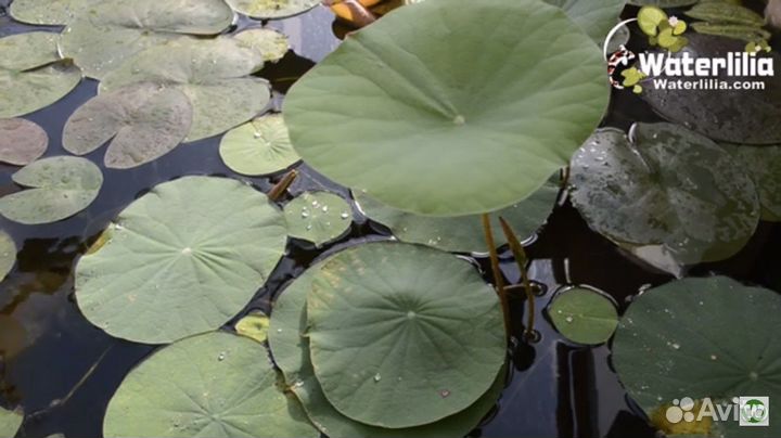 Лотос водные растения