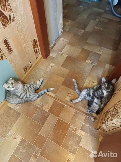 Британски девочки в хорошие руки