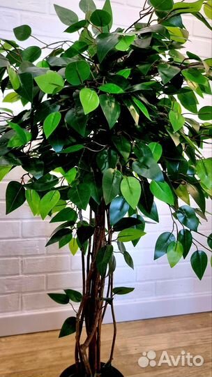 Фикус бенджамина